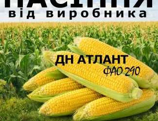 Насіння кукурудзи ДН Атлант / від виробника / ФАО 290