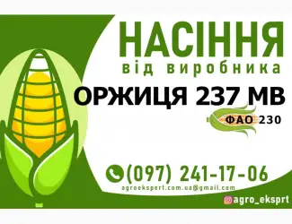 Гібрид кукурудзи Оржиця 237 МВ (ФАО 230). Насіння від виробника
