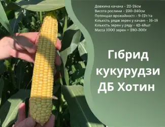 Насіння кукурудзи ДБ Хотин ФАО 280 від оригінатора