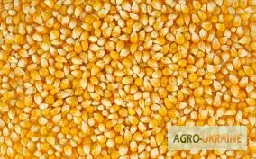 Зображення для оголошення Продаж кукурудзи з НДС