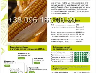 Насіння кукурудзи ВН 6763 ФАО 320