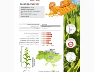 Насіння кукурудзи Руні ФАО 320