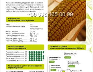 Насіння кукурудзи АМАРОК 290