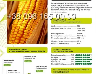 Насіння кукурудзи Бейліс ФАО 310