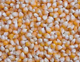 Продам кукурудзу 300 тонн