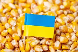 Куплю КУКУРУДЗУ по всій Україні