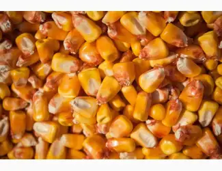 Зображення для оголошення Закупаем кукурузу