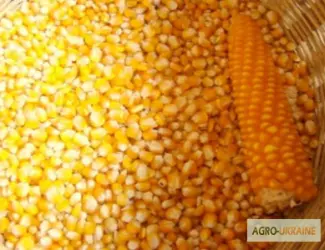 Куплю кукурузу Киевская