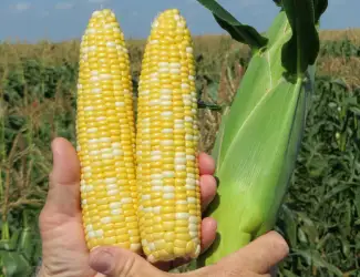Сладкая кукуруза Ракель и Камберленд