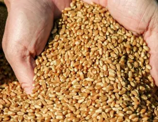 Зображення для оголошення Продам товарну пшеницю з пдв та без