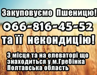Зображення для оголошення Закуповуємо пшеницю ! Надійне партнерство