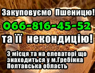 Зображення для оголошення Закуповуємо пшеницю 2