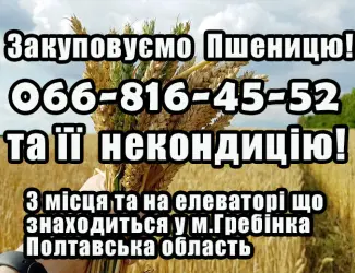 Зображення для оголошення Закуповуємо пшеницю 2