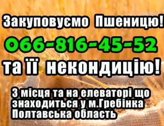 Зображення для оголошення Закуповуємо пшеницю 2