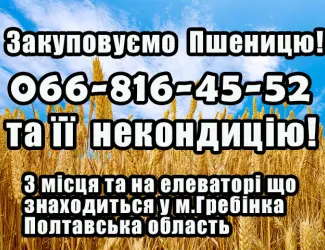 Зображення для оголошення Закуповуємо пшеницю 2