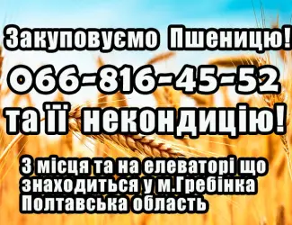 Зображення для оголошення Закуповуємо пшеницю 2