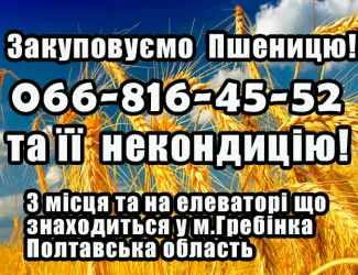Зображення для оголошення Закуповуємо пшеницю 2