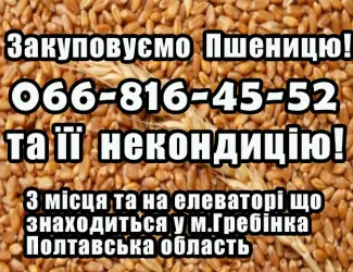 Зображення для оголошення Закуповуємо пшеницю 2
