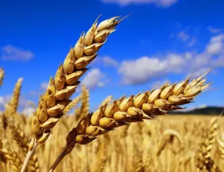 Зображення для оголошення Продам пшеницю фуражну від виробників та постачальників з 100 тонн