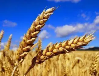 Зображення для оголошення Продам фуражну пшеницю