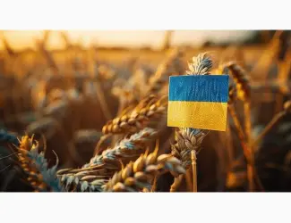 Зображення для оголошення Купуємо постійно у виробників пшеницю по всей території України