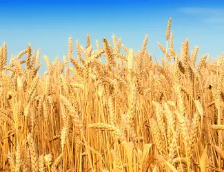 Зображення для оголошення Закупаю пшеницу та іншу сільхозпродукцію по Україні