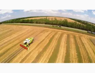 Зображення для оголошення Наша компанія постійно закуповує Пшеницю 2-3 клас (Вся Україна)