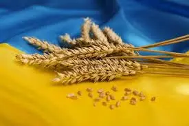 Зображення для оголошення Куплю зерно Пшениці 2 класу по всій Україні