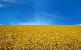 Зображення для оголошення Куплю Пшеницу По всій Україні