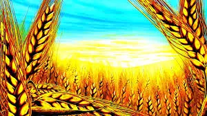 Зображення для оголошення Агрокомпанія закупає ПШЕНИЦЮ фуражну