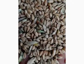 Зображення для оголошення Куплю проблемную пшеницу