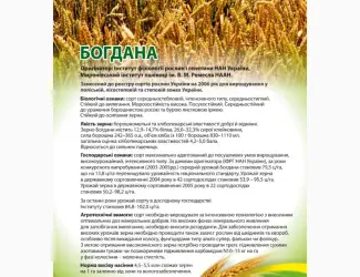 Зображення для оголошення Сорт Богдана (еліта) - Насіння озимої пшениці від виробника 2025