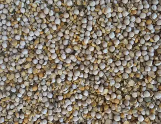Зображення для оголошення Продам горох кормовий збір 2025