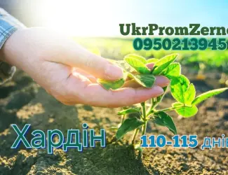 Зображення для оголошення Посевная соя на посів