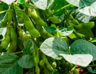 Зображення для оголошення Продам сою на посів гмо (під раундап) Аполло