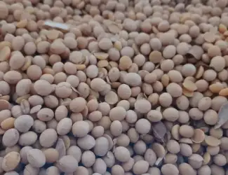 Зображення для оголошення Продам сою сорт"Абі" під раундап і пшеницю 4-клас