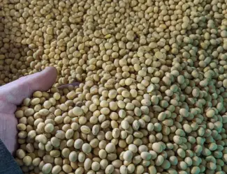 Зображення для оголошення Продам посівну сою класичного сорту АПОЛЛІНА