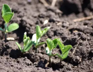 Зображення для оголошення Насіння сої S0009-M2 на посів