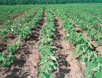 Зображення для оголошення Насіння сої під раундап Валюта