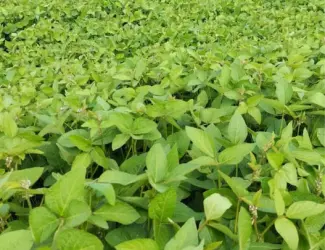 Зображення для оголошення Продам сою Канзас, насіння сої, соя під Раундап