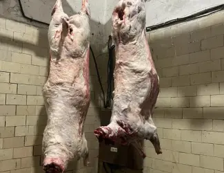 Баранина тушки вівці