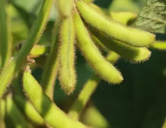 РЖТ Сірелія - І репродукція