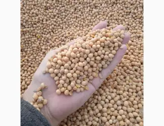 Постійно Купляємо сою ГМО