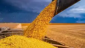 Купляємо СОЮ ГМО по всій Україні