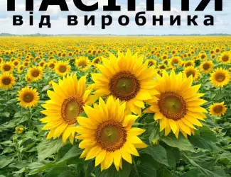 Насіння соняшника від виробника