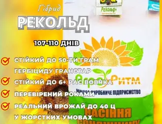 Зображення для оголошення Соняшник Рекольд