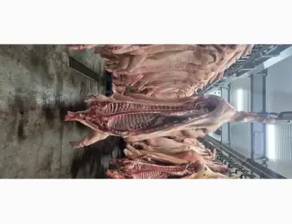 Маєм на продаж напівтушу свинну