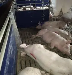 Зображення для оголошення Куплю свиней живим весом
