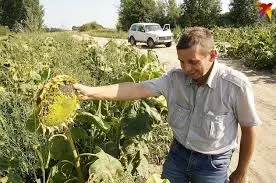Зображення для оголошення Куплю семочку Соняшнику від 100т по всій Україні