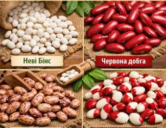Зображення для оголошення Насіння квасолі з гарантією викупу врожаю
